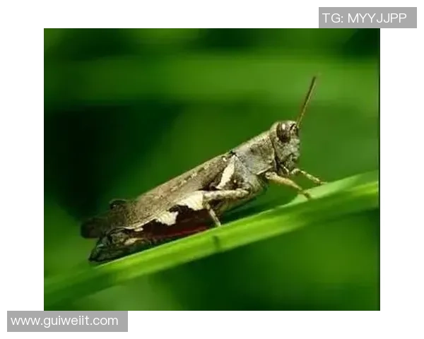 足球明星背后的艰辛与付出揭示了他们成功的秘密与努力的真谛